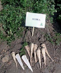 Бубка