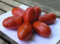 Инкас F1